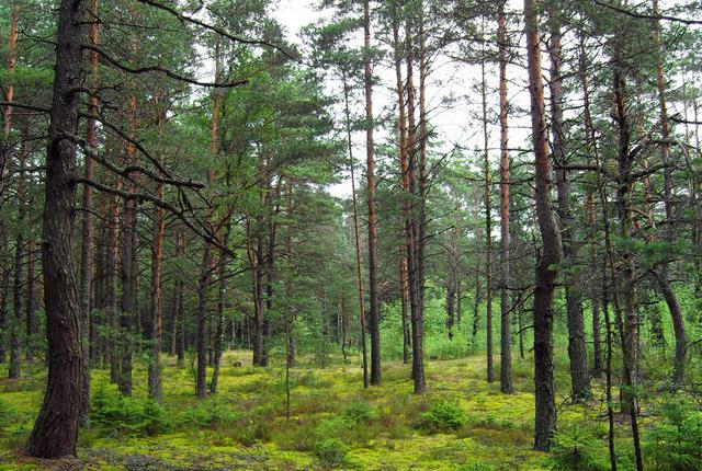 中國主要的松木產(chǎn)地有哪些，不同產(chǎn)地的松木有哪些區(qū)別