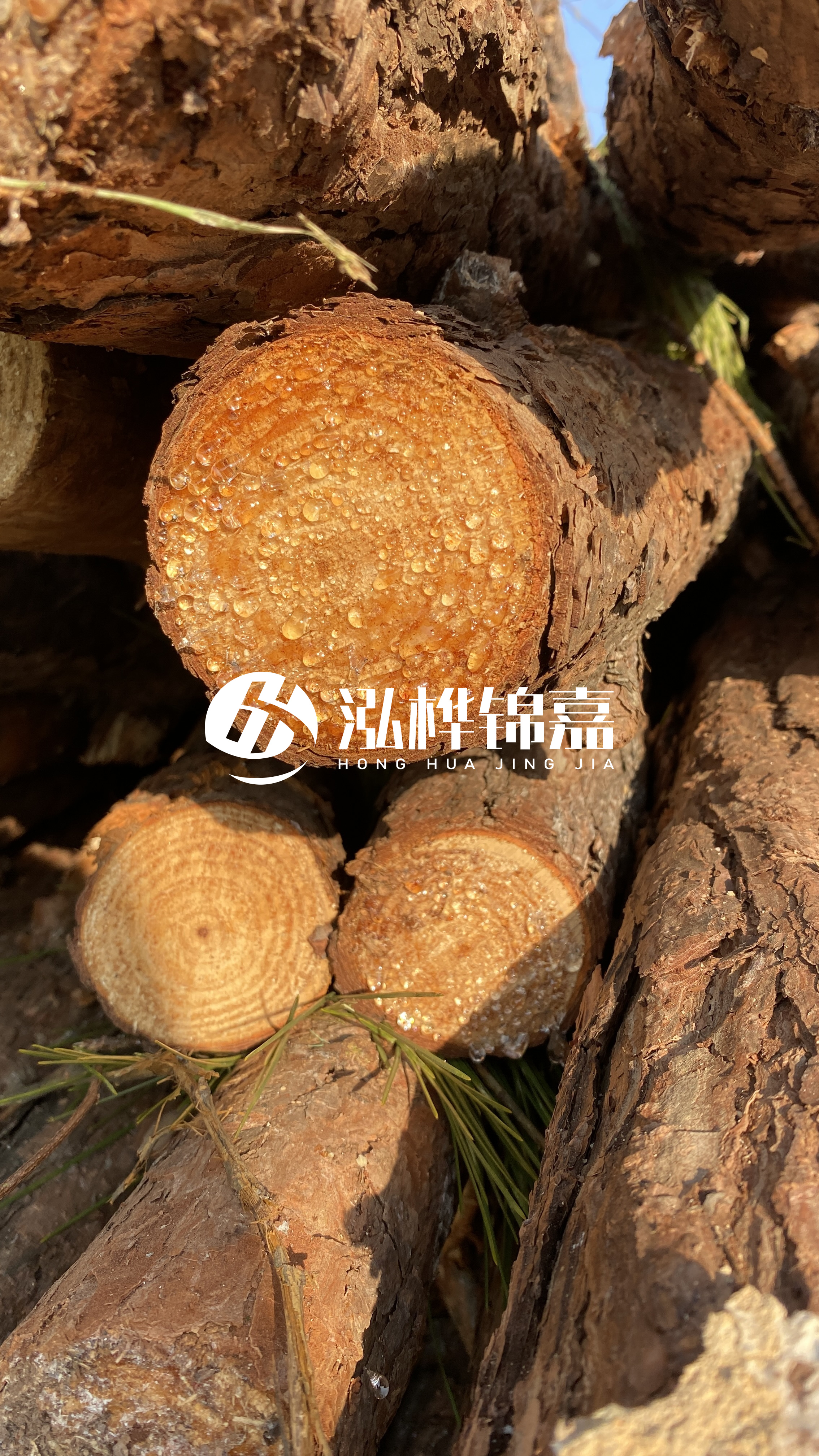 達州松木樁源頭廠家-油松和落葉松哪種便宜？