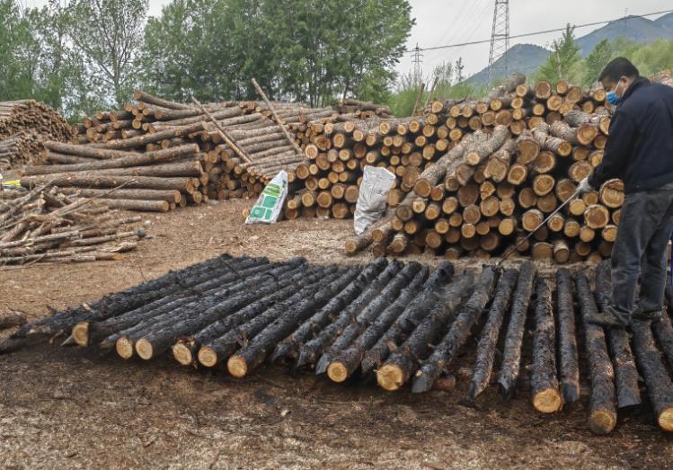 岳陽哪里可以買松木樁